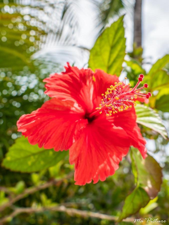 Residence Villas Les Hibiscus Las Terrenas Eksteriør bilde