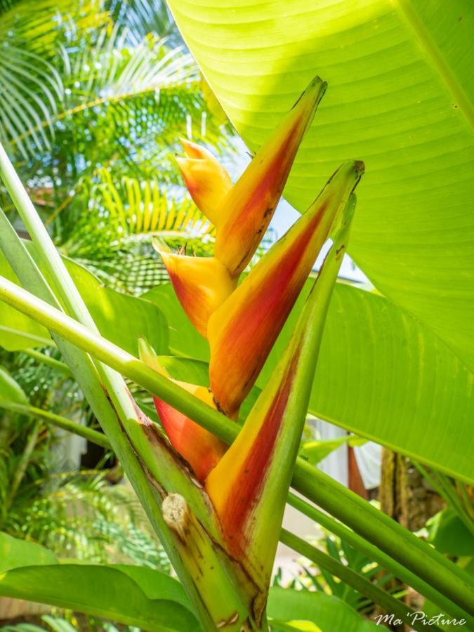 Residence Villas Les Hibiscus Las Terrenas Eksteriør bilde